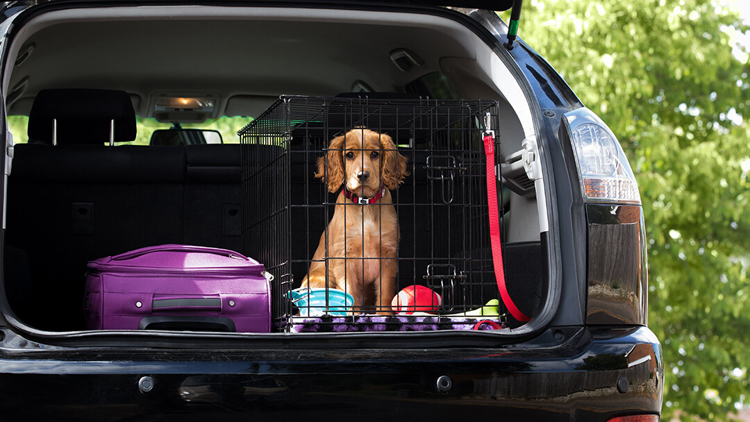 Puppy in car cheap without crate